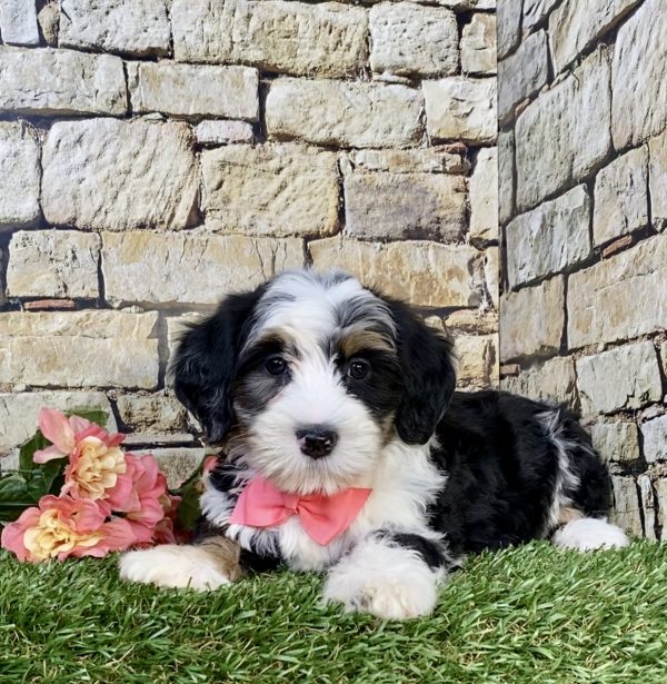 Photo of Ms. Hannah the F2 Mini-Bernedoodle puppy