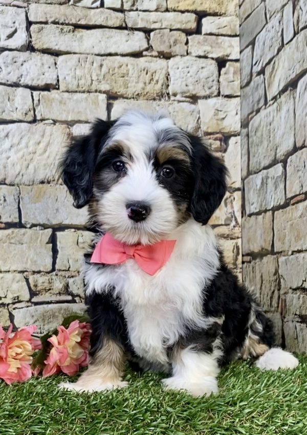 Photo of Ms. Hannah the F2 Mini-Bernedoodle puppy