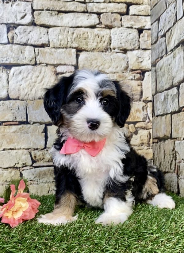 Photo of Ms. Hannah the F2 Mini-Bernedoodle puppy