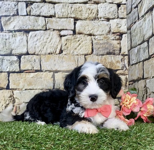 Photo of Ms. Hannah the F2 Mini-Bernedoodle puppy