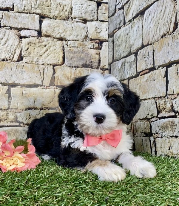 Photo of Ms. Hannah the F2 Mini-Bernedoodle puppy