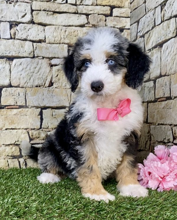 Ms. Holly the F2 Mini-Bernedoodle puppy