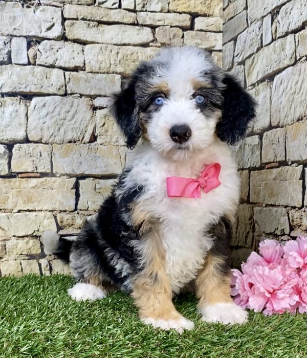 Photo of Ms. Holly the F2 Mini-Bernedoodle puppy
