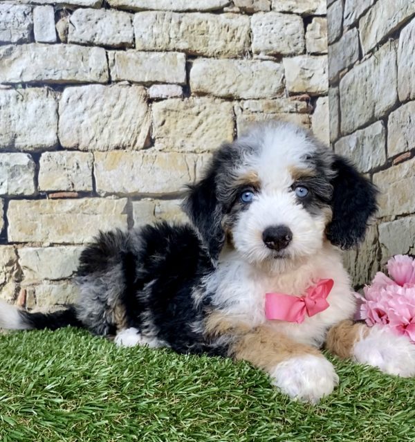 Photo of Ms. Holly the F2 Mini-Bernedoodle puppy