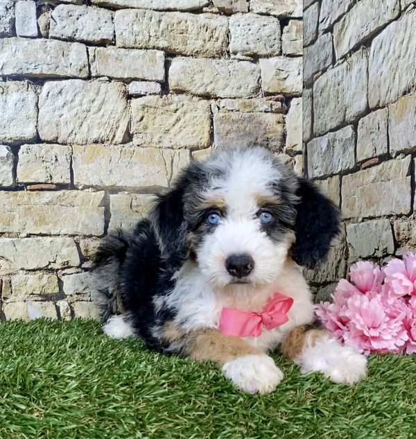 Photo of Ms. Holly the F2 Mini-Bernedoodle puppy