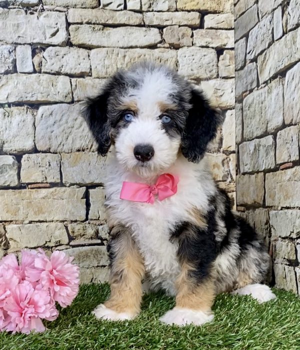 Photo of Ms. Holly the F2 Mini-Bernedoodle puppy