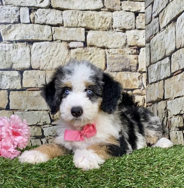 Photo of Ms. Holly the F2 Mini-Bernedoodle puppy