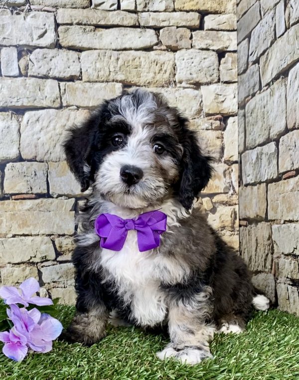 Ms. Hope the F2 Mini-Bernedoodle puppy
