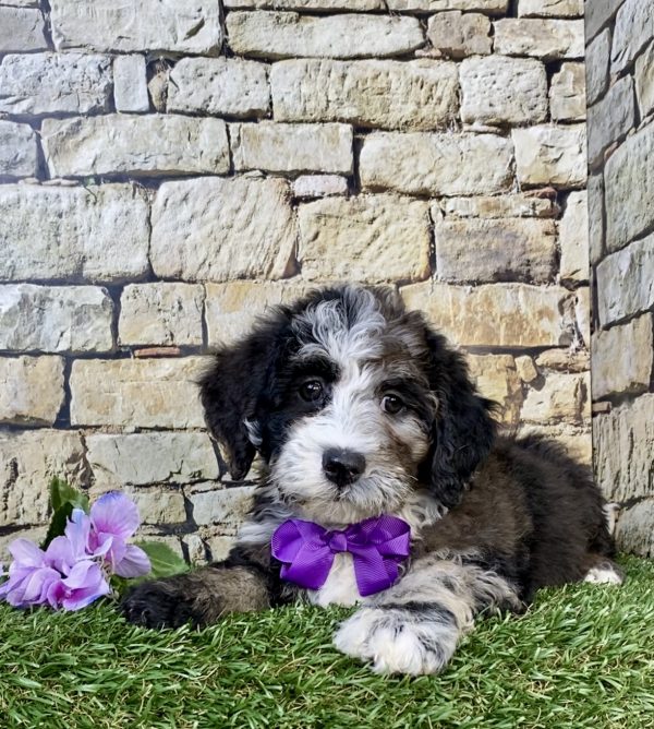 Photo of Ms. Hope the F2 Mini-Bernedoodle puppy