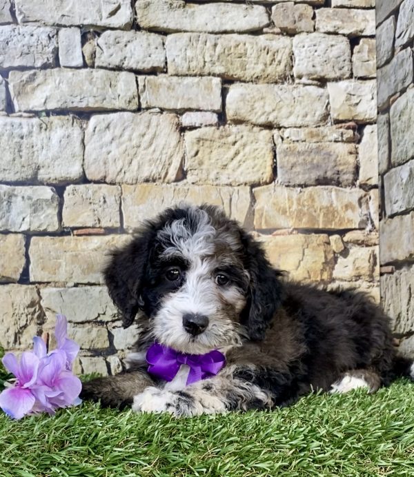 Photo of Ms. Hope the F2 Mini-Bernedoodle puppy