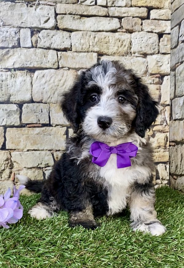 Photo of Ms. Hope the F2 Mini-Bernedoodle puppy
