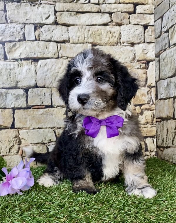 Photo of Ms. Hope the F2 Mini-Bernedoodle puppy