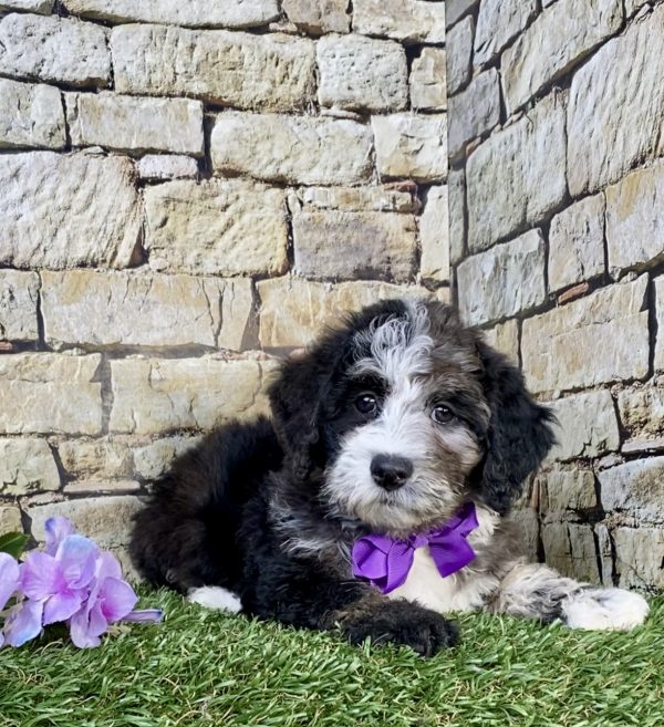 Photo of Ms. Hope the F2 Mini-Bernedoodle puppy
