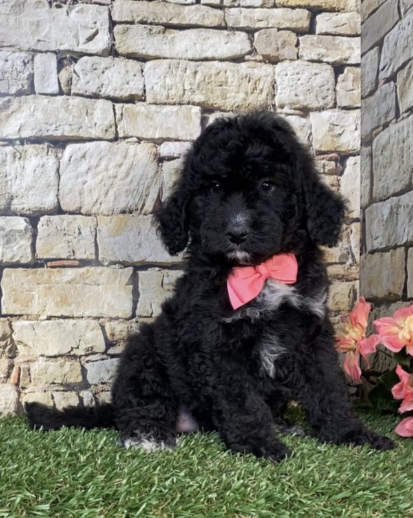 Photo of Ms. Ivory the F2 Mini-Bernedoodle puppy