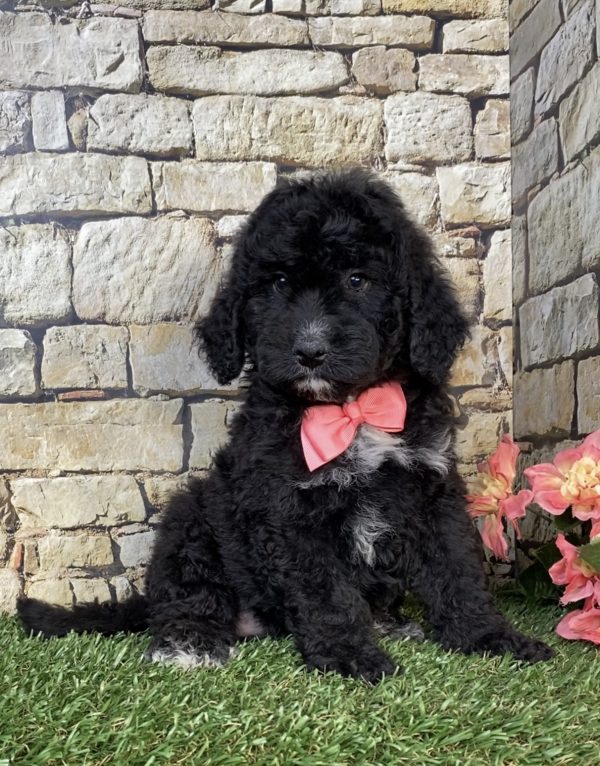 Photo of Ms. Ivory the F2 Mini-Bernedoodle puppy