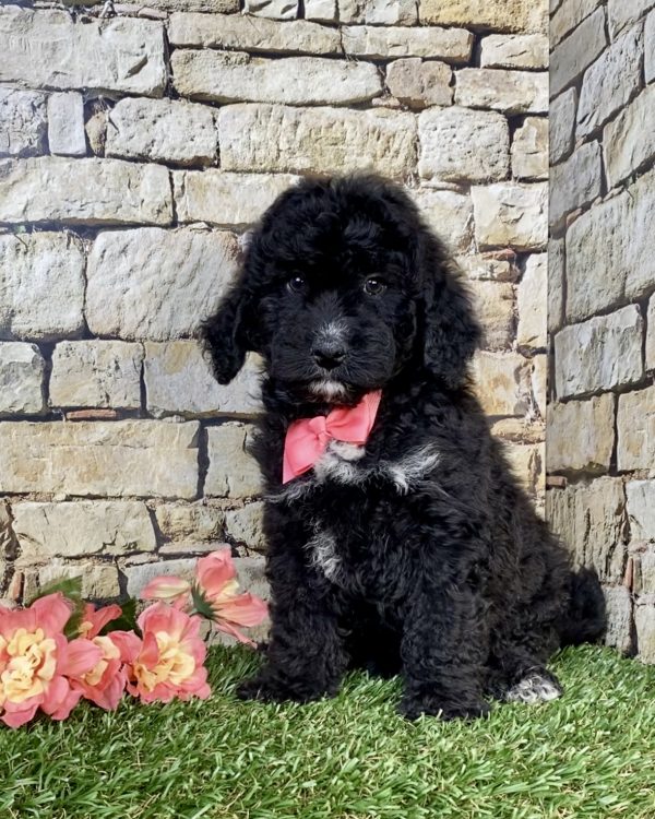 Ms. Ivory the F2 Mini-Bernedoodle puppy