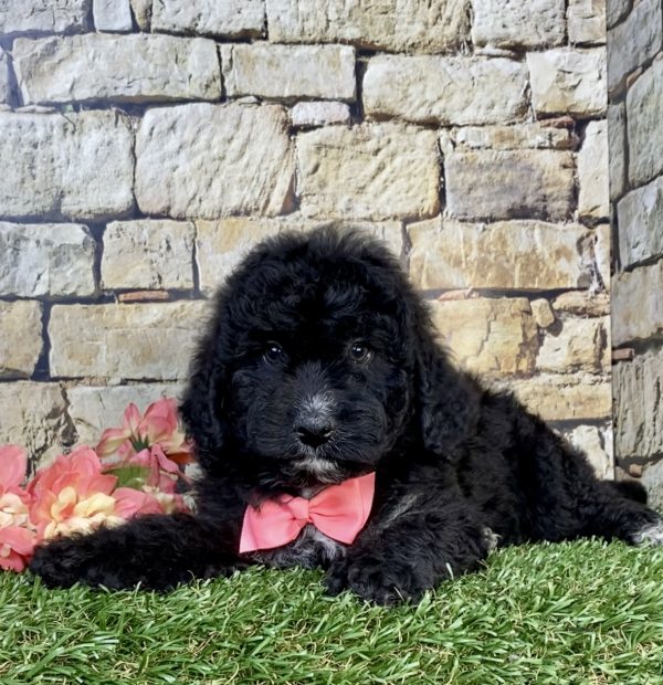 Photo of Ms. Ivory the F2 Mini-Bernedoodle puppy