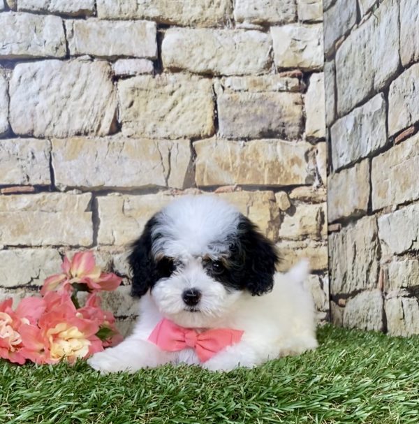 Photo of Ms. Jane the F1B Micro Mini-Bernedoodle puppy
