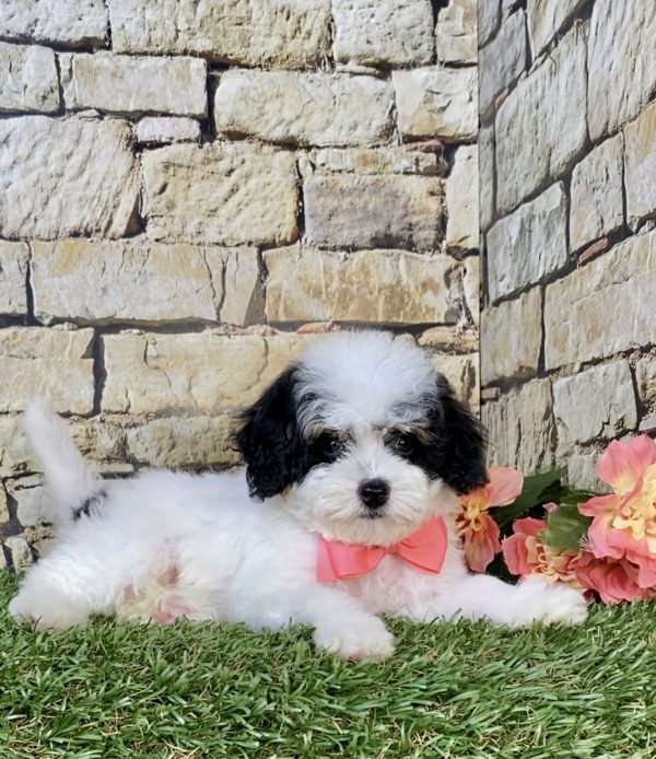 Photo of Ms. Jane the F1B Micro Mini-Bernedoodle puppy