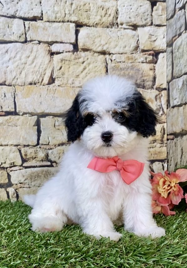 Photo of Ms. Jane the F1B Micro Mini-Bernedoodle puppy