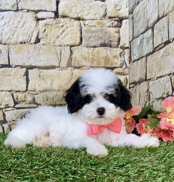 Photo of Ms. Jane the F1B Micro Mini-Bernedoodle puppy