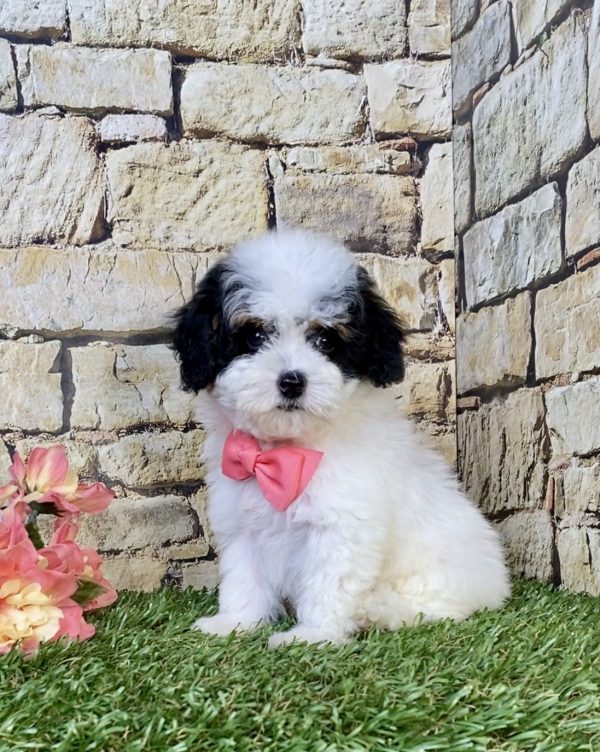 Ms. Jane the F1B Micro Mini-Bernedoodle puppy