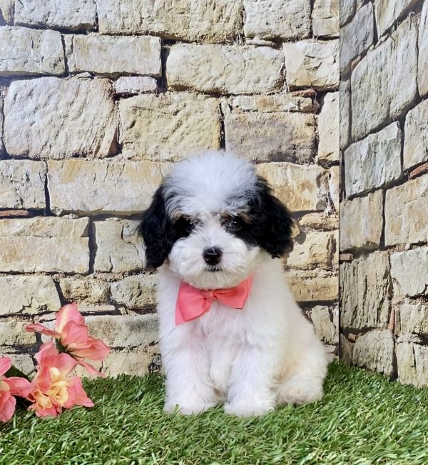 Photo of Ms. Jane the F1B Micro Mini-Bernedoodle puppy