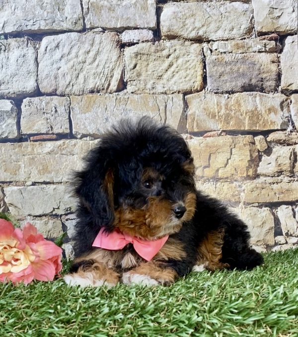 Photo of Ms. Jennifer the F1B Micro Mini-Bernedoodle puppy