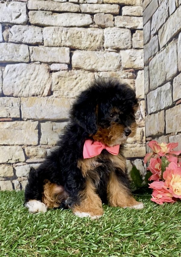 Photo of Ms. Jennifer the F1B Micro Mini-Bernedoodle puppy