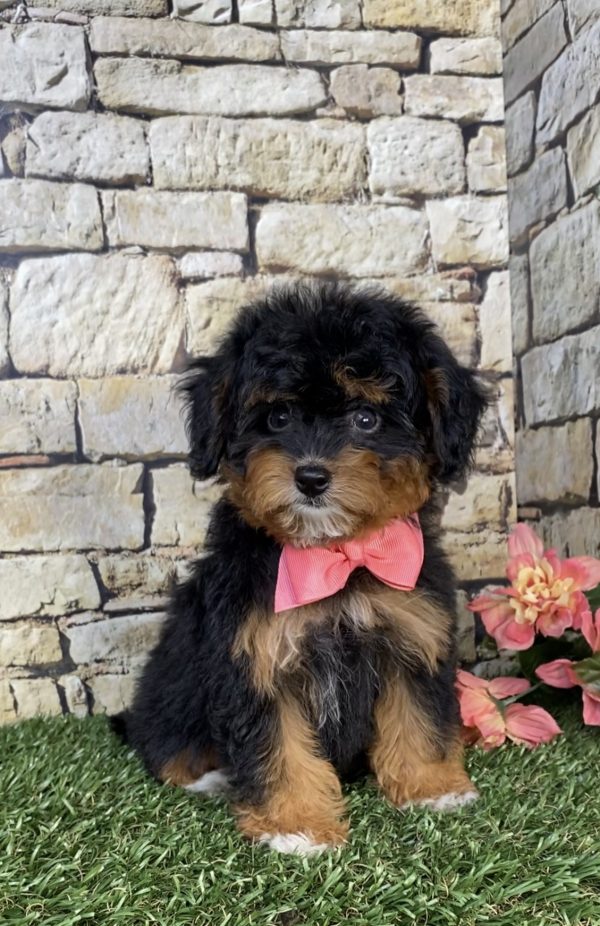 Ms. Jennifer the F1B Micro Mini-Bernedoodle puppy