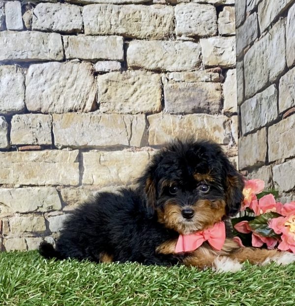 Photo of Ms. Jennifer the F1B Micro Mini-Bernedoodle puppy