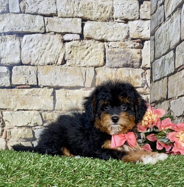 Photo of Ms. Jennifer the F1B Micro Mini-Bernedoodle puppy