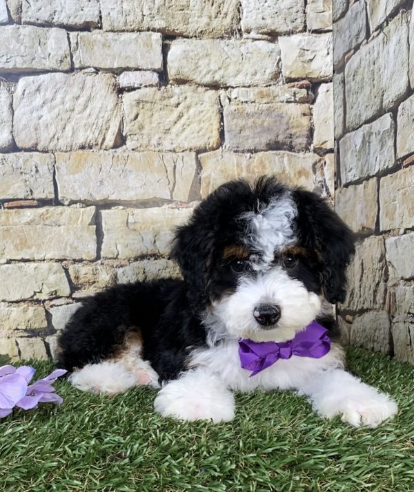 Photo of Ms. Jewel the F1B Micro Mini-Bernedoodle puppy