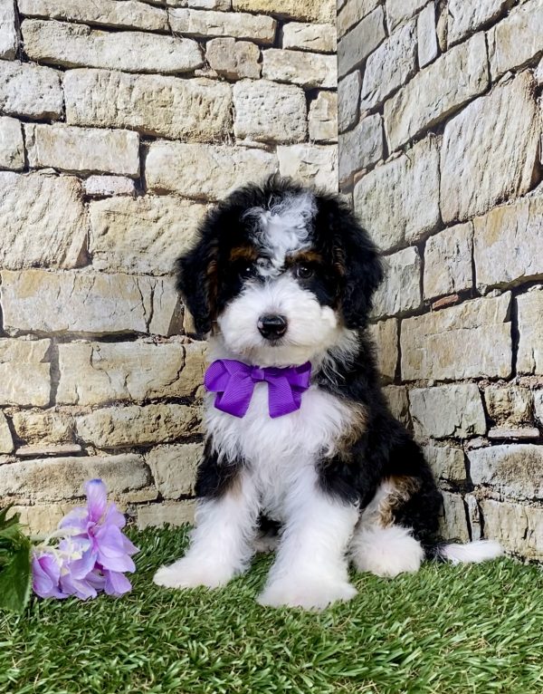 Photo of Ms. Jewel the F1B Micro Mini-Bernedoodle puppy