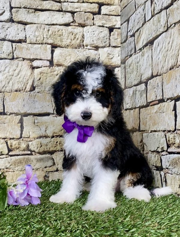 Photo of Ms. Jewel the F1B Micro Mini-Bernedoodle puppy