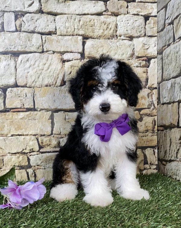Ms. Jewel the F1B Micro Mini-Bernedoodle puppy