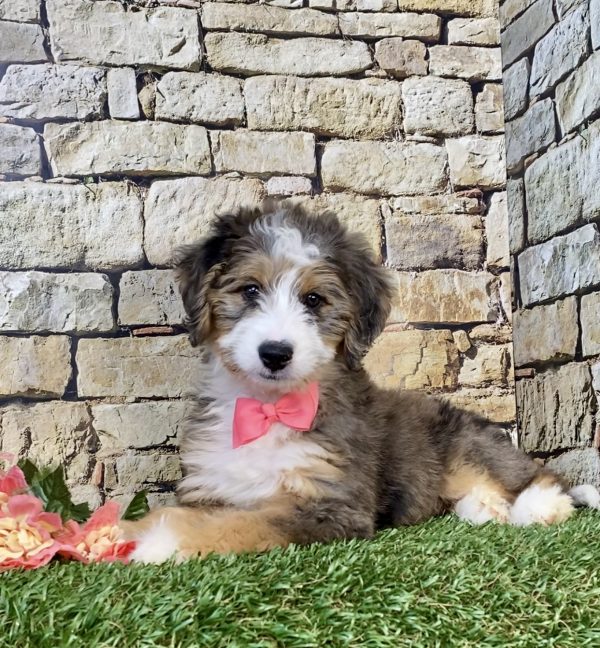 Photo of Ms. Kate the Mini-Bernedoodle puppy