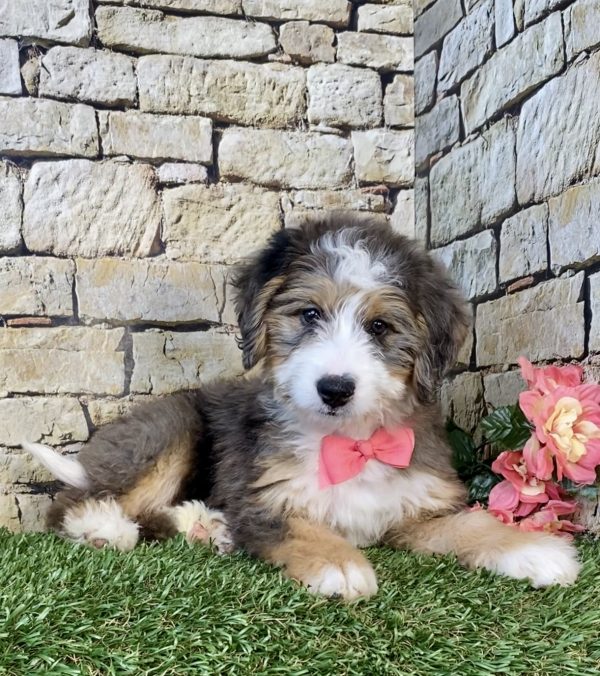 Photo of Ms. Kate the Mini-Bernedoodle puppy