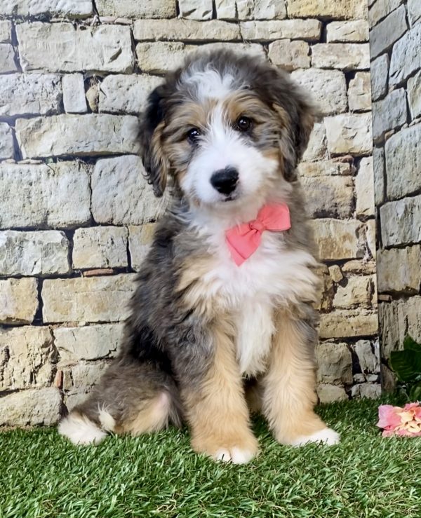 Photo of Ms. Kate the Mini-Bernedoodle puppy