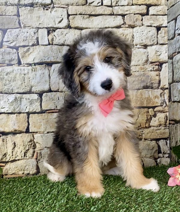 Ms. Kate the Mini-Bernedoodle puppy