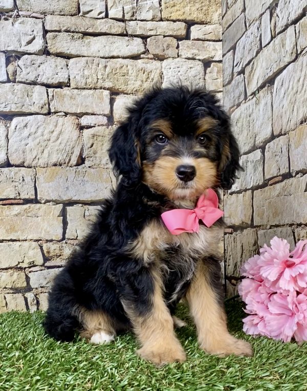 Ms. Latte the F1B Mini-Bernedoodle puppy