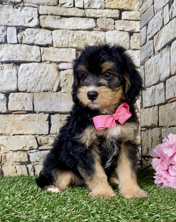 Photo of Ms. Latte the F1B Mini-Bernedoodle puppy