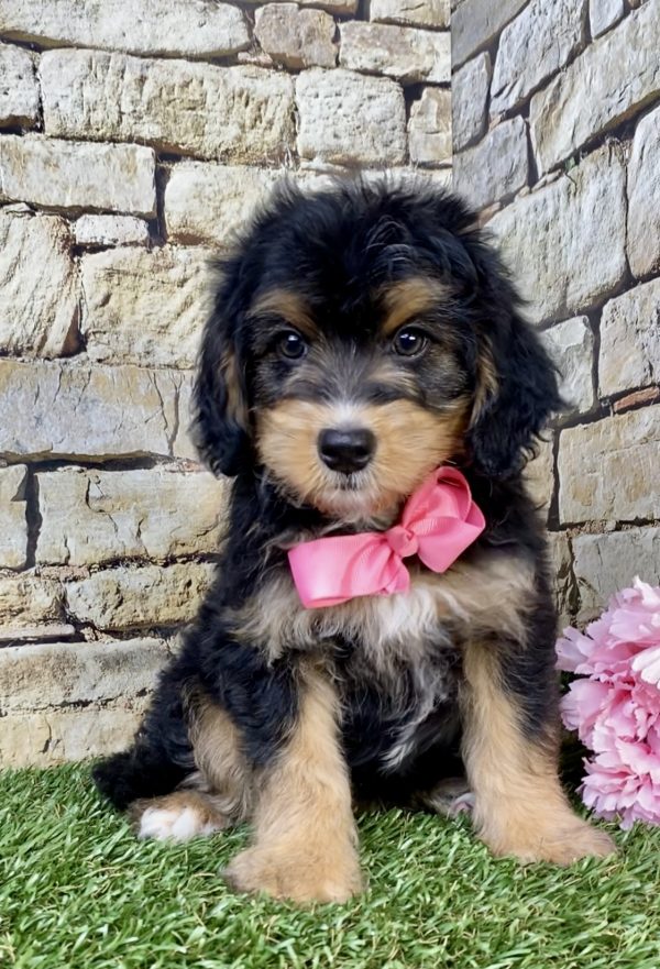 Photo of Ms. Latte the F1B Mini-Bernedoodle puppy