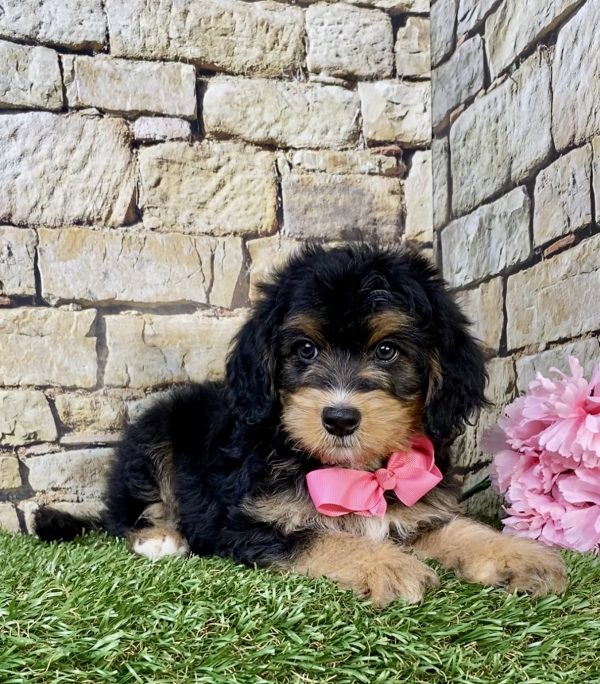 Photo of Ms. Latte the F1B Mini-Bernedoodle puppy