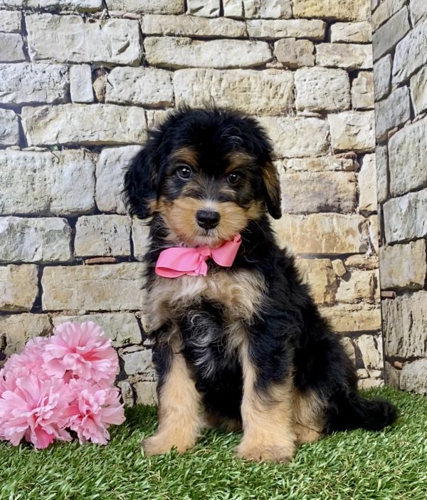 Photo of Ms. Latte the F1B Mini-Bernedoodle puppy