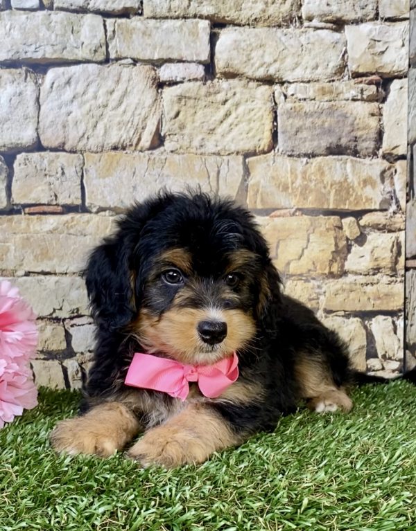 Photo of Ms. Latte the F1B Mini-Bernedoodle puppy