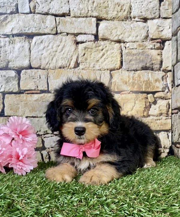Photo of Ms. Latte the F1B Mini-Bernedoodle puppy