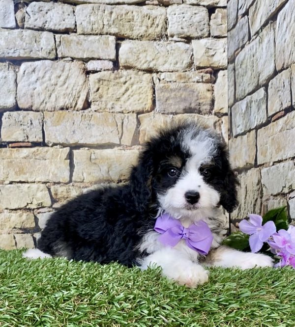 Photo of Ms. Lily the F1B Mini-Bernedoodle puppy