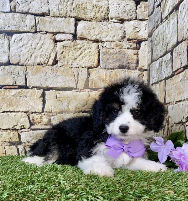 Photo of Ms. Lily the F1B Mini-Bernedoodle puppy