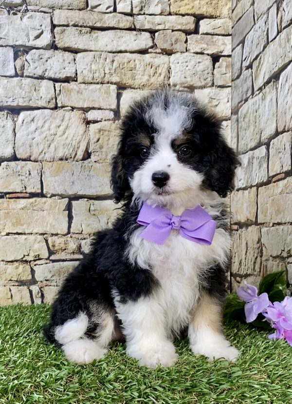 Photo of Ms. Lily the F1B Mini-Bernedoodle puppy